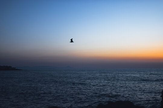 Bird flying freely across a vast ocean horizon at dusk, silhouetted against a gradient sky showing warm orange and cool blue colors of sunset