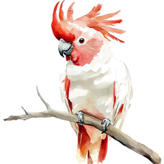 Cockatoo, elegant watercolor vector painting with refined details, isolated on a white background. © nuvex