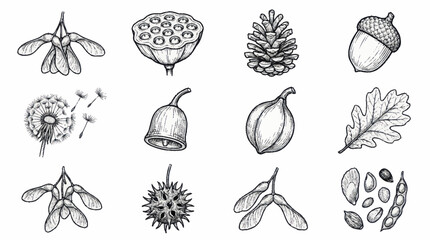 Fototapeta premium Detailed botanical illustrations of seeds and plants.