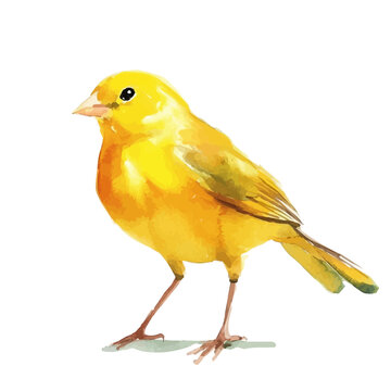 Canary, elegant watercolor vector painting with refined details, isolated on a white background.