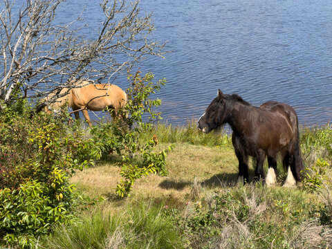Wildpferde am Ringk&ouml;bing Fjord
