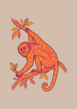 macaco