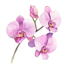 Obraz premium Orchid Flower, clipart watercolor vector with gentle, isolated on a white background.