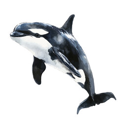 Orca, clipart watercolor vector, isolated on a white background. © brixel