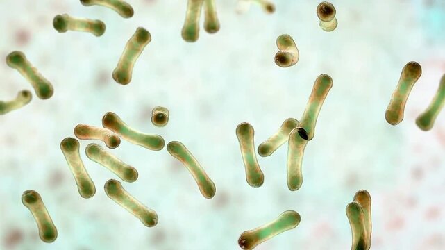 Corynebacterium diphtheriae, 3D animation showing club shaped bacteria with thickened ends in characteristic angular palisade arrangements.