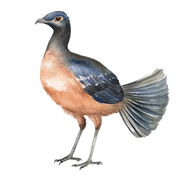 watercolor of Lyrebird, vector, isolated on a white background.