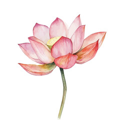 Fototapeta premium Lotus Flower, vector watercolor clipart with soft pastel strokes, isolated on a white background.