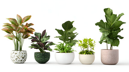 Fototapeta premium cactus in pot