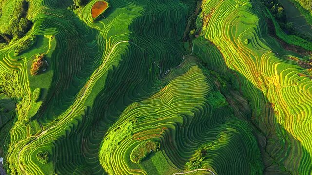 Aerial view of lush green rice terraces carved into hillsides in Guilin, China, showcasing beautiful agricultural landscape patterns at sunrise.