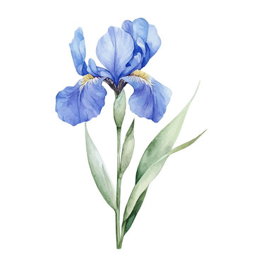 Iris Flower, clipart watercolor vector, isolated on a white background.