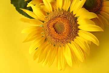Naklejka premium Beautiful bright blooming sunflowers on yellow background