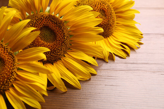Beautiful bright sunflowers on wooden background, closeup