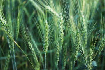 Obraz premium Beautiful ripening wheat spikes in field, closeup