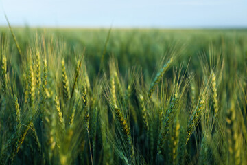 Obraz premium Beautiful ripening wheat spikes in field, closeup. Space for text