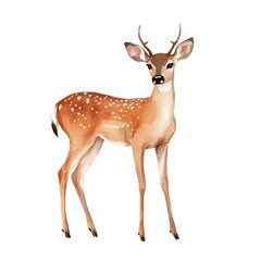 Fototapeta premium White-tailed Deer, vector watercolor clipart with soft pastel strokes, isolated on a white background.