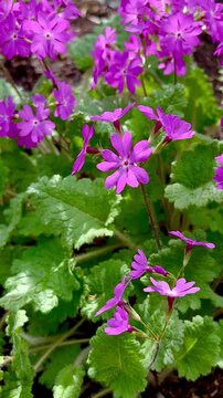 Primula sieboldii (Sibold's Primrose) is an herbaceous perennial plant with clusters of delicate pink petals.