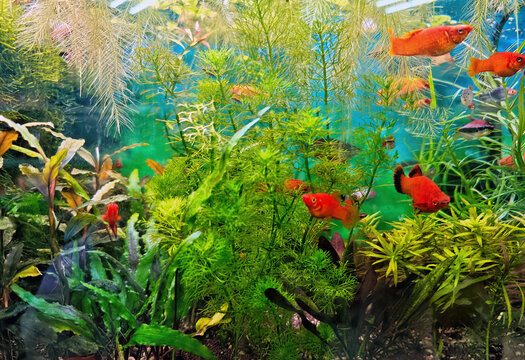 Planted aquarium with dense vegetation. Bright orange mollies or swordtails swim in the aquarium.