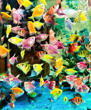 GloFish (GloFish) fish in various colours. These are genetically modified aquarium fish that glow under ultraviolet light.