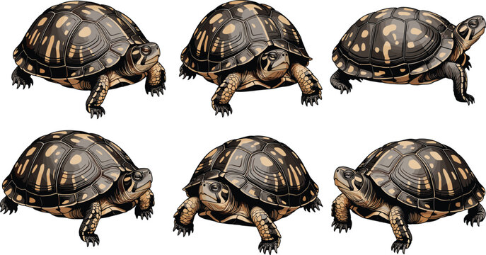 Box turtle vector illustration set with detailed shell patterns and various poses isolated on white background