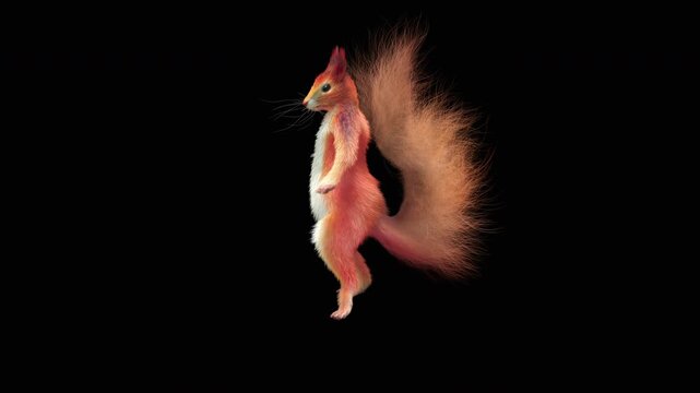Realistic dancing squirrel performing rumba dance animation with alpha channel transparent background