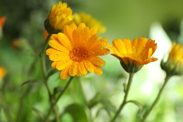 Obraz premium Beautiful calendula flowers growing outdoors, closeup view