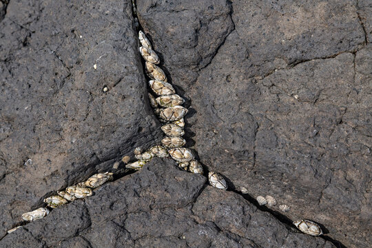 Capitulum is a monotypic genus of sessile marine stalked barnacles. Capitulum mitella. Japanese goose barnacle. Cape Tsumeki, Shimoda city, Izu Peninsula,Shizuoka Prefecture, Japan. Philippine Sea 