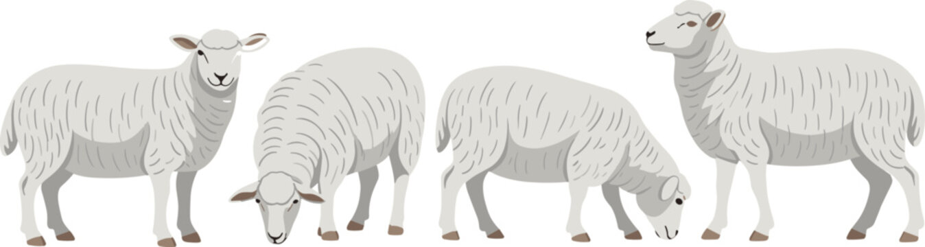 Domestic sheep vector illustration set with grazing and standing poses isolated on a white background