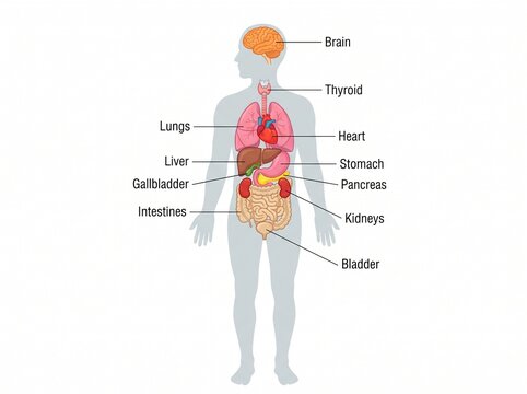 Simplified human body organ diagram for anatomy study with internal, physiology