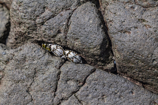 Capitulum is a monotypic genus of sessile marine stalked barnacles. Capitulum mitella. Japanese goose barnacle. Cape Tsumeki, Shimoda city, Izu Peninsula,Shizuoka Prefecture, Japan. Philippine Sea 