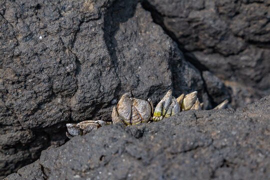 Capitulum is a monotypic genus of sessile marine stalked barnacles. Capitulum mitella. Japanese goose barnacle. Cape Tsumeki, Shimoda city, Izu Peninsula,Shizuoka Prefecture, Japan. Philippine Sea 