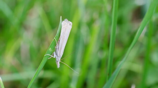 White Moth Hanging on Grass Blade Before Flying Away Macro Video