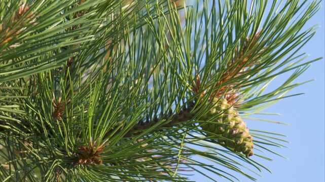 Video of a pine branch with a pine cone on a tree