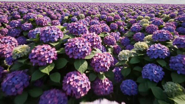 Breathtaking field of vibrant purple hydrangea flowers in full bloom with a cloudy sky backdrop showing natural beauty