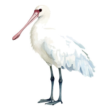 watercolor of Spoonbill, vector, isolated on a white background.