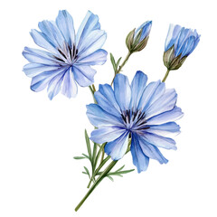 Fototapeta premium Chicory High Quality, watercolor clipart vector, isolated on a white background.