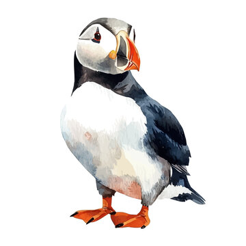 Puffin, watercolor painting vector, isolated on a white background.