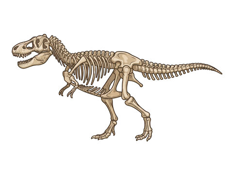 Tyrannosaurus rex skeleton illustration isolated on transparent background