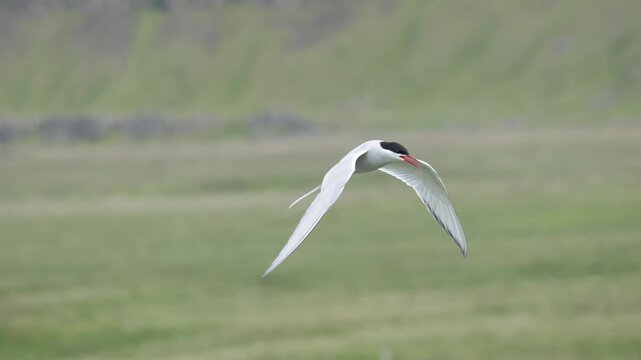 Arctic Tern in Flight Captured with Panning Shot in Iceland 4K Wildlife Footage