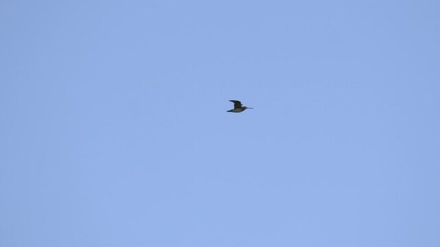 Common Snipe Flying Through Clear Blue Sky in Iceland 4K Wildlife Footage