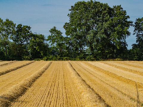 COESFELD, GERMANY - JULY 16, 2026: A harvested wheat field with neat rows of straw (windrows) under a blue sky with green trees in the background in North Rhine-Westphalia.