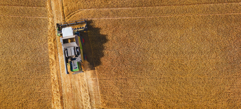 A field full of ears of grain, wheat, barley, or rye being harvested by a combine harvester. Harvest time.