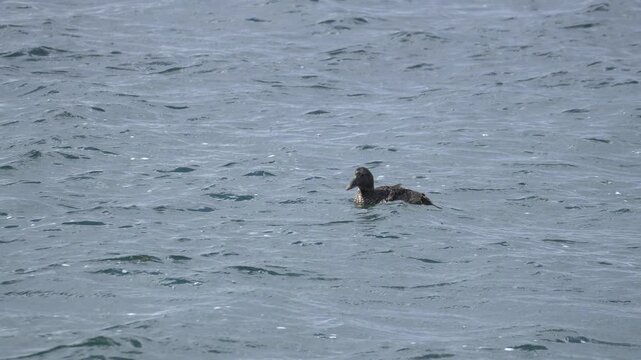 Common Eider Swimming and Diving in Iceland Coastal Waters 4K Wildlife Footage