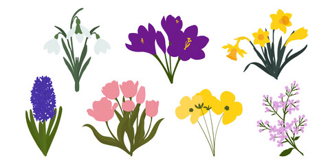  Spring flower illustration set with tulips, daffodils, hyacinth and crocus, Colorful botanical clipart collection for greeting card and wedding invitation design © Malaika