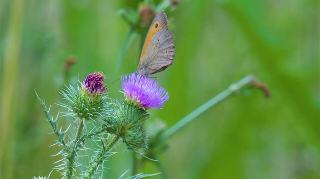 Video of a butterfly collecting nectar on a flower in summer