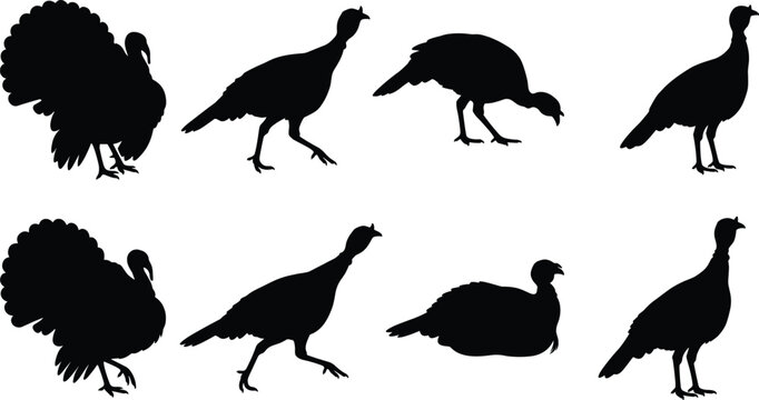 Eight turkey bird silhouette vector set showing various poses and tail feather display