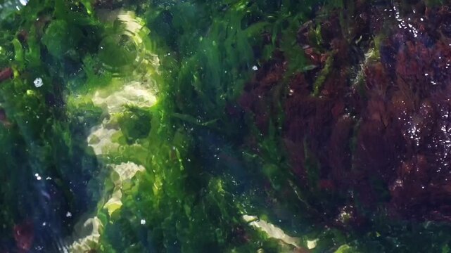 Natural marine background featuring green and brown seaweed beneath shallow seawater with gentle wave motion, ripples and sunlight reflections. High quality FullHD footage