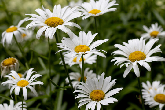 Daisies grow in a sunny garden with green leaves and flowers blooming around them