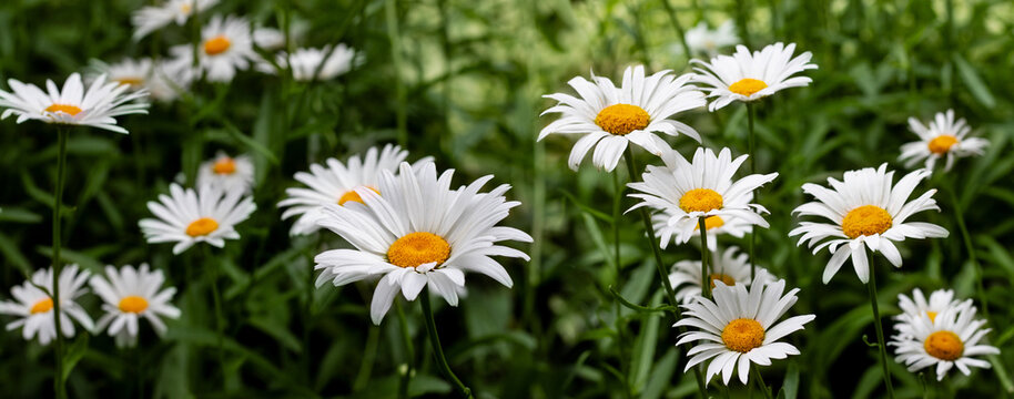 Daisies bloom in a green garden during spring under natural light