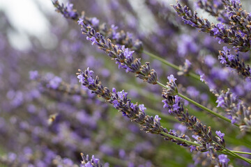 Obraz premium Lavender plants growing in a garden during a sunny day in the summer season