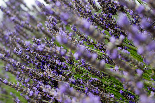 Lavender plants grow in a field under sunlight on a clear day in the countryside